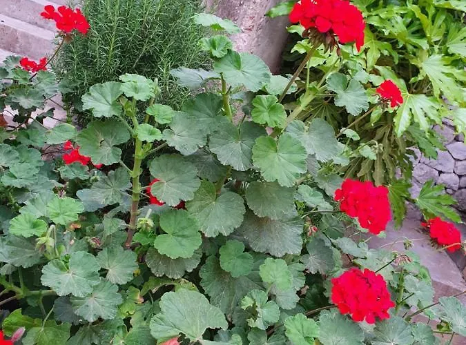 Beachfront Deluxe Appartamento Podgora (Split-Dalmatia)