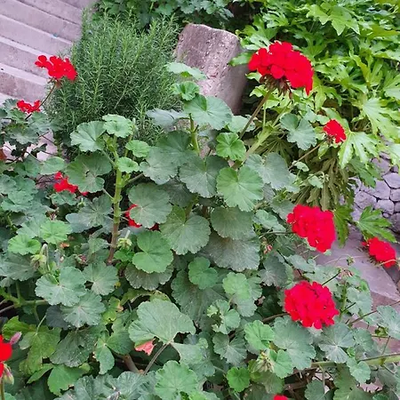 Beachfront Deluxe Lägenhet Podgora (Split-Dalmatia)